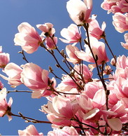 Клиника красоты и здоровья "Магнолия"